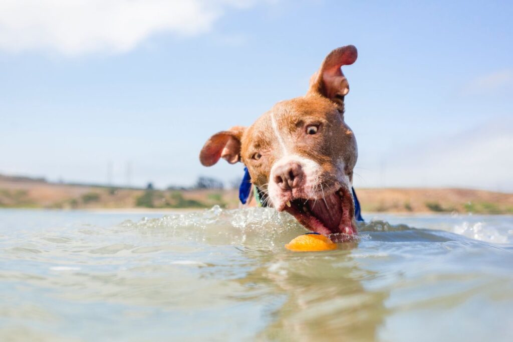 Adoption Family Profile